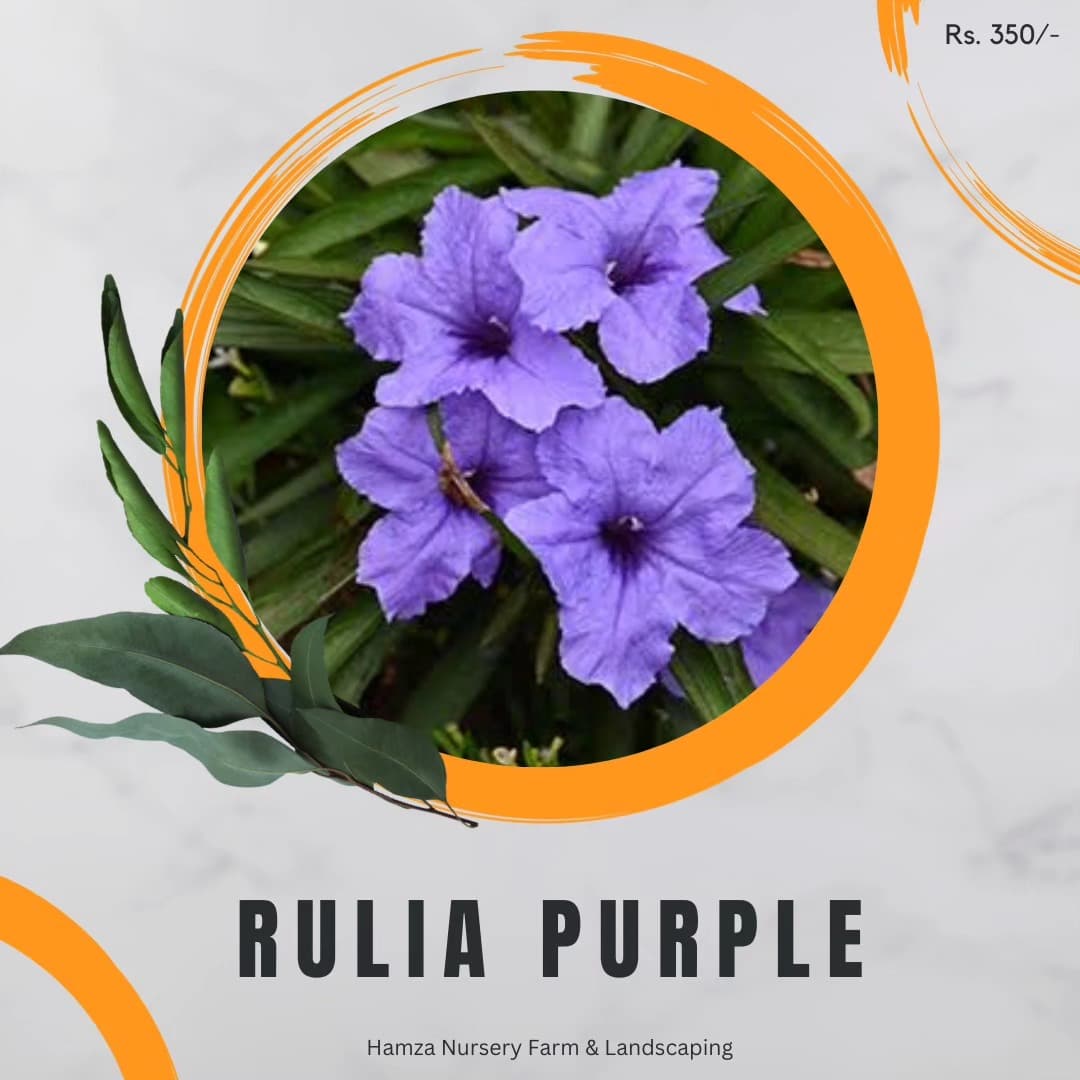 Ruellia Purple