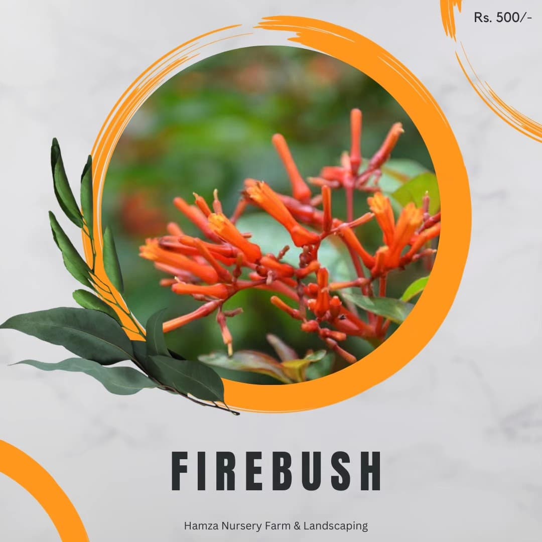Firebush