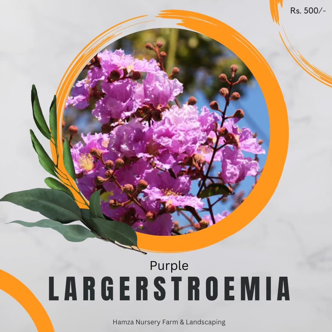 Purple Crape Myrtle