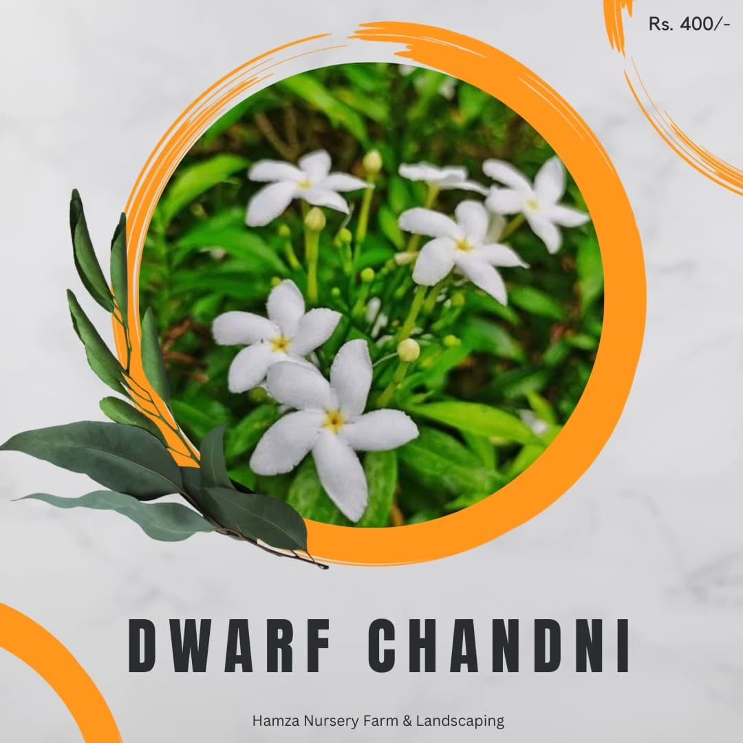 Dwarf Chandni