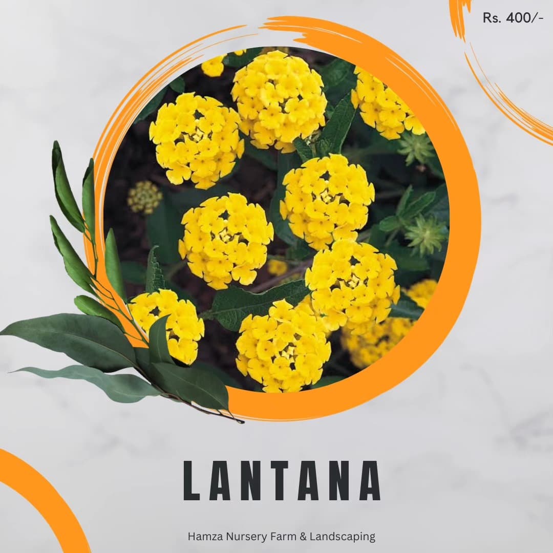 Lantana