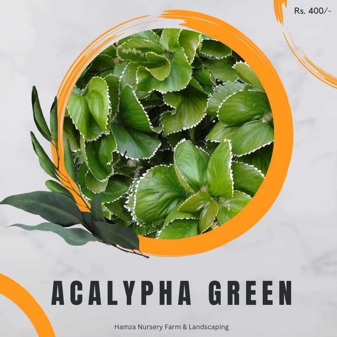 Acalypha Green