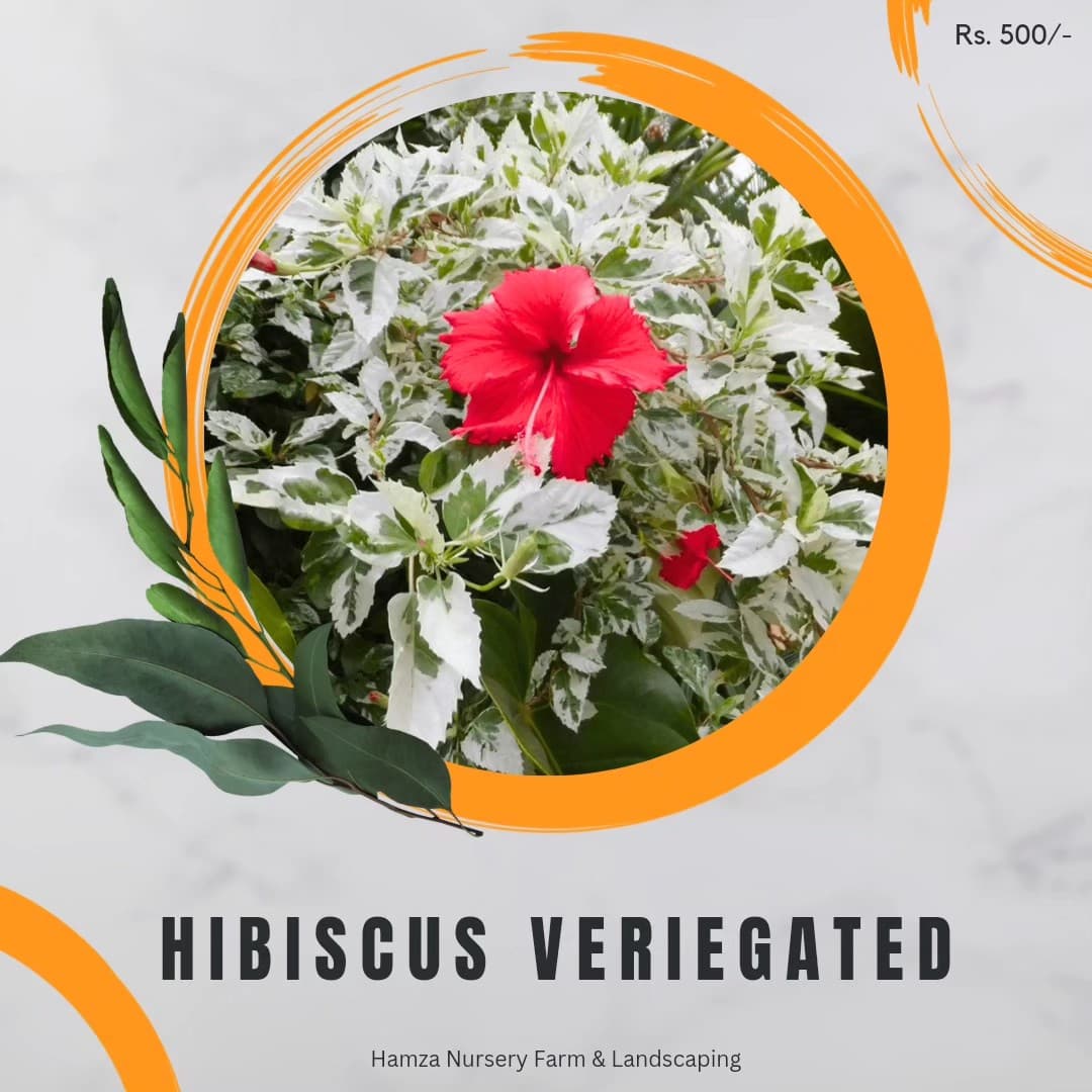 Hibiscus Variegated