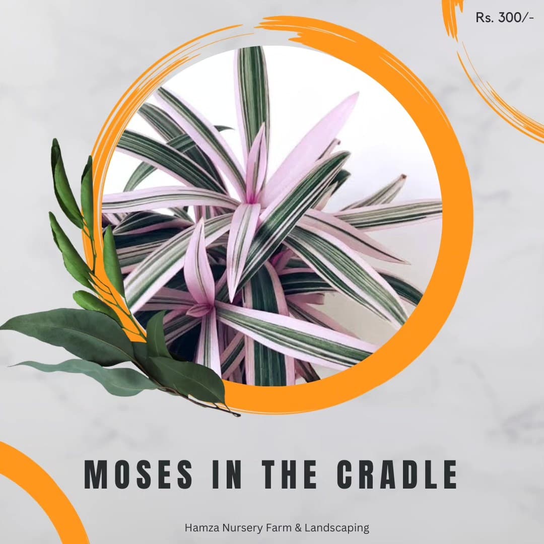 Moses in the Cradle