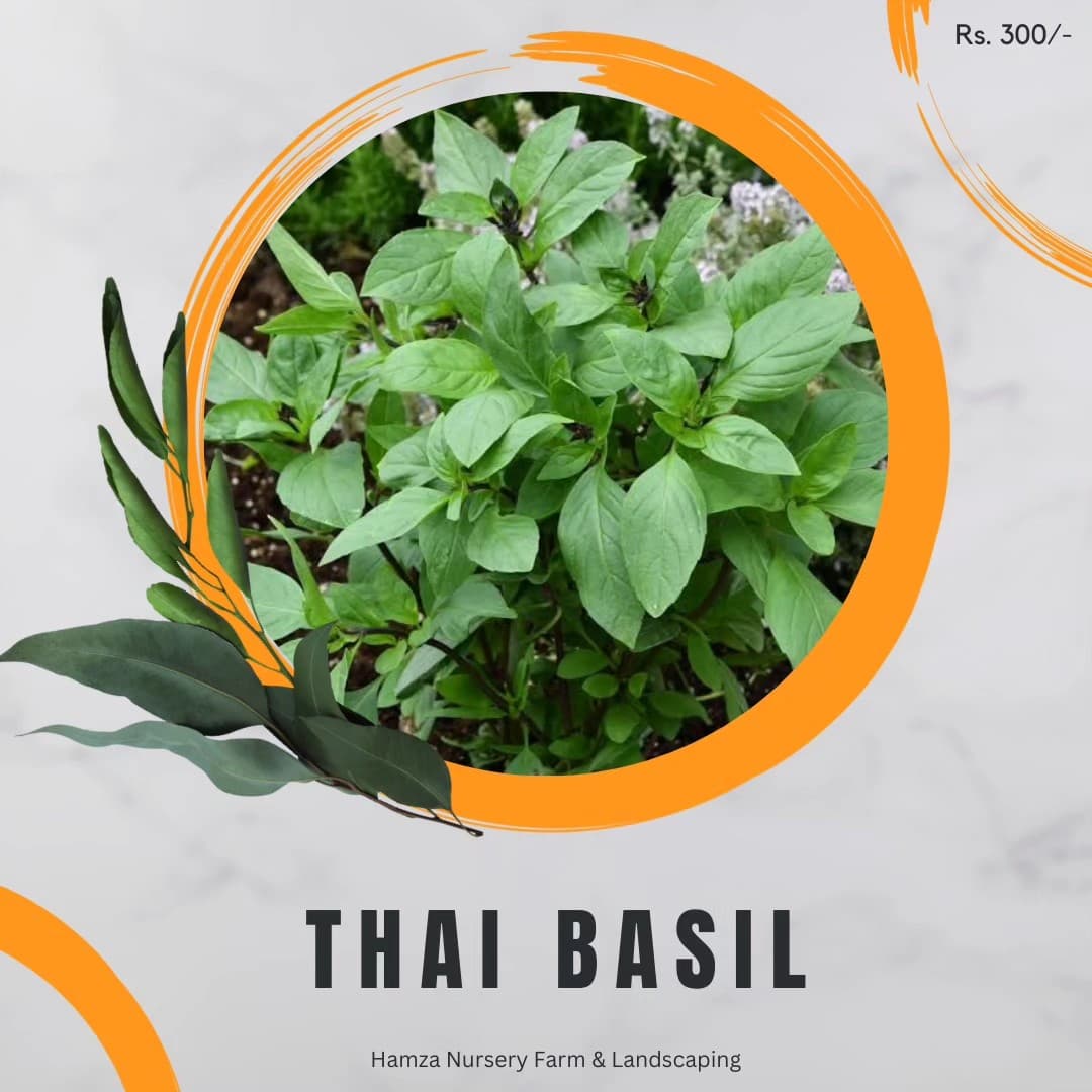 Thai Basil