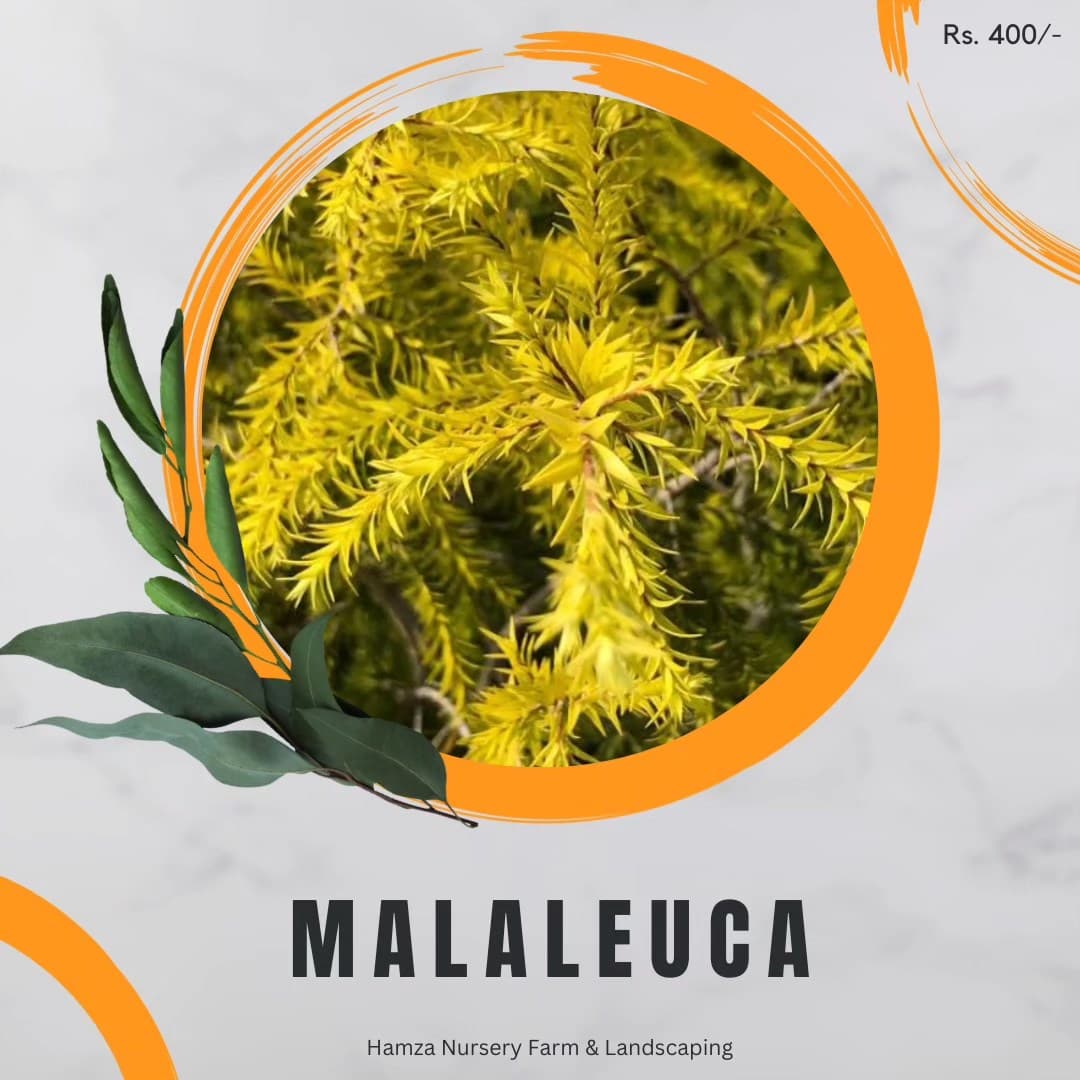 Melaleuca