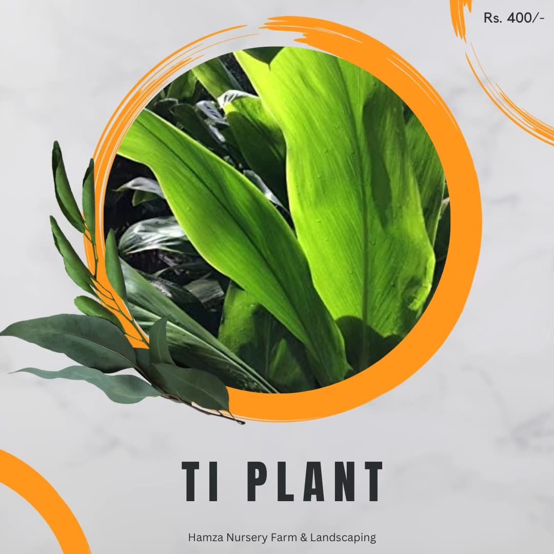 Ti Plant