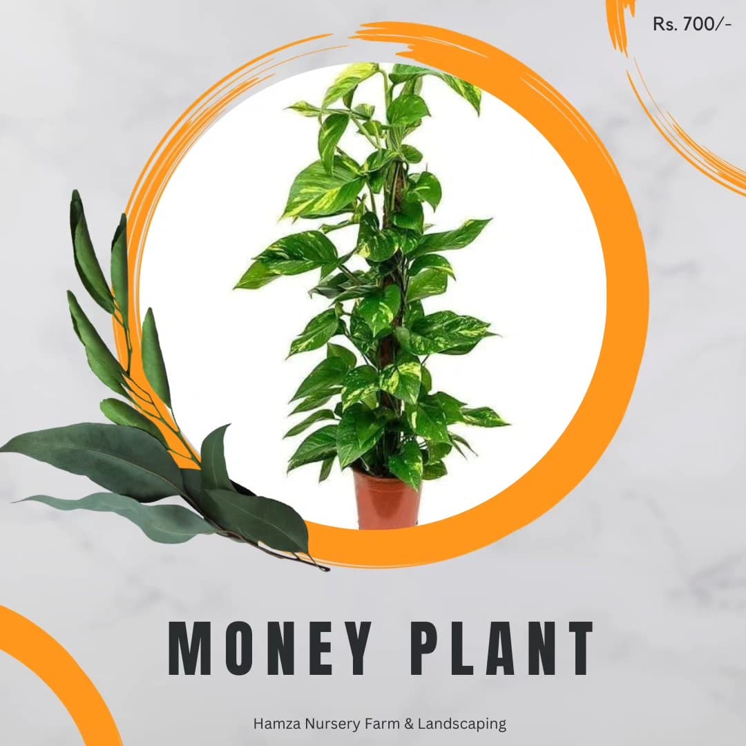 Money Plant