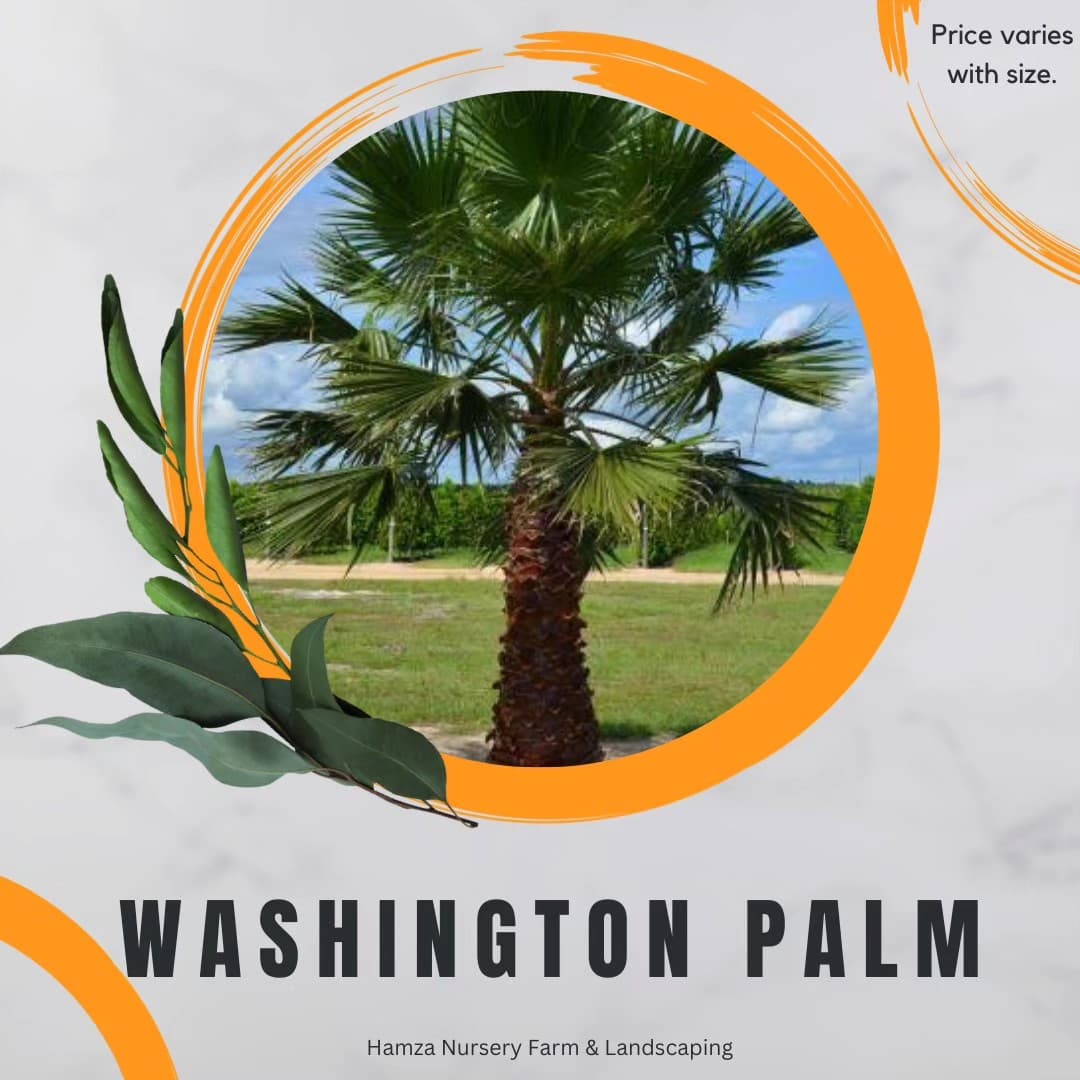 Washington Palm