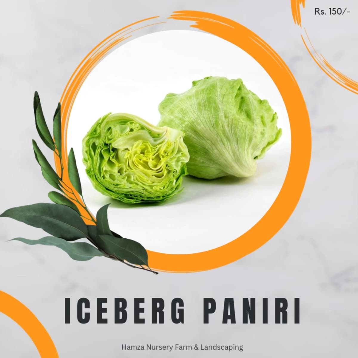 Iceberg Paniri