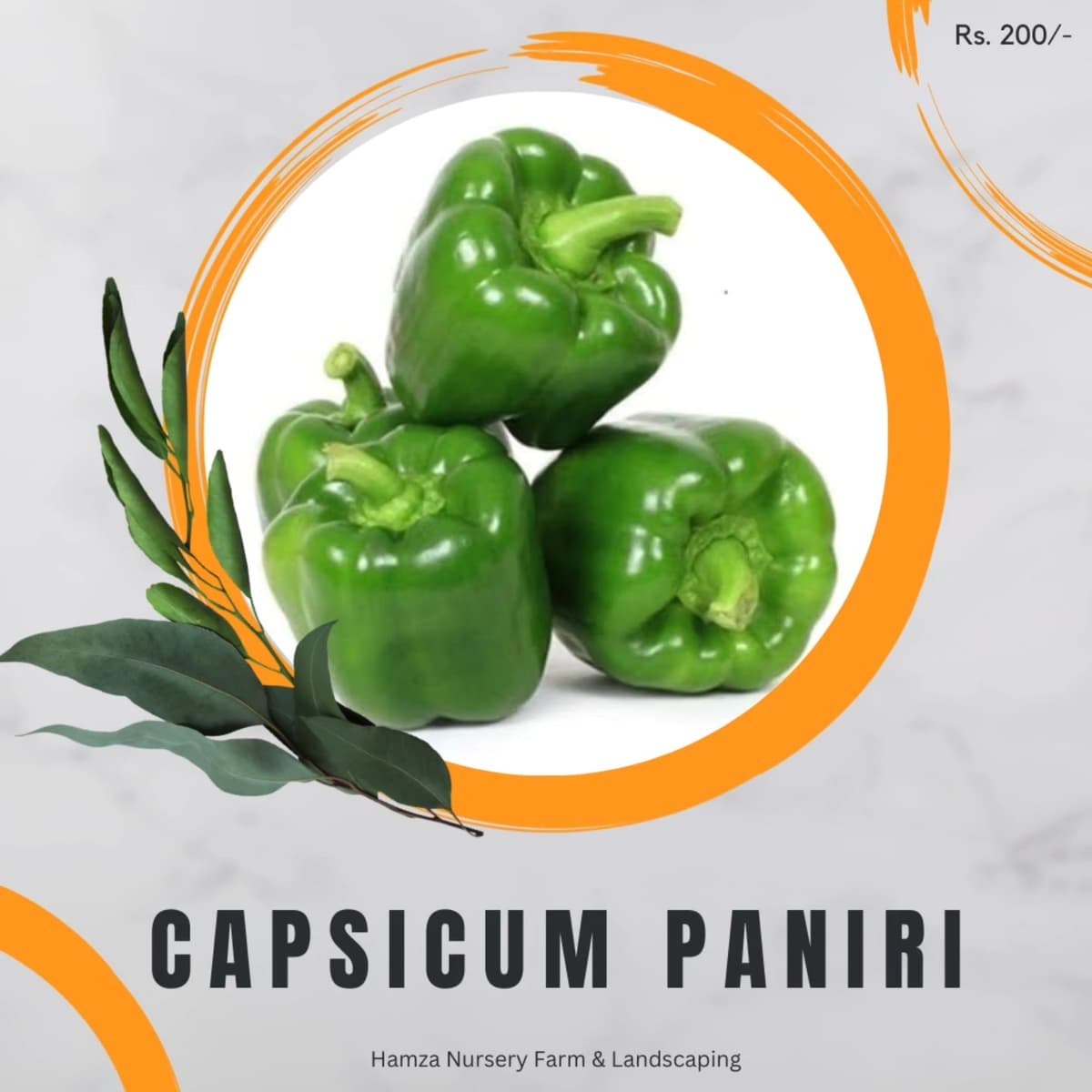 Capsicum Paniri
