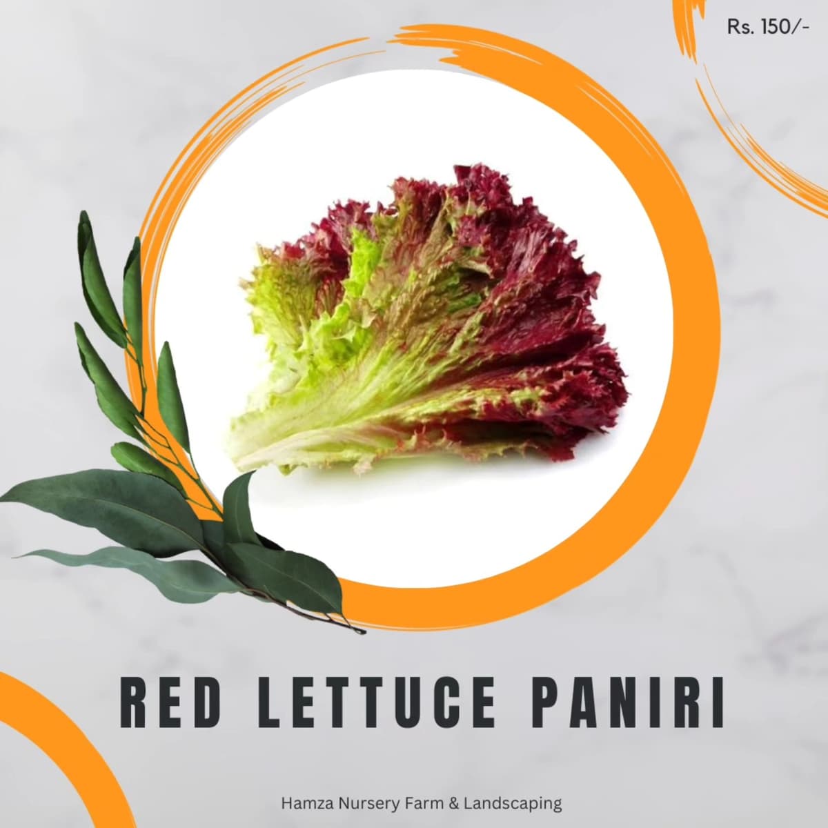 Red Lettuce Paniri