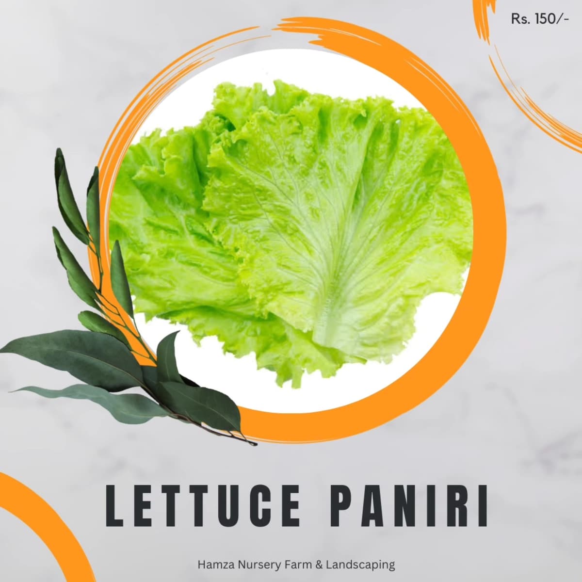 Lettuce Paniri