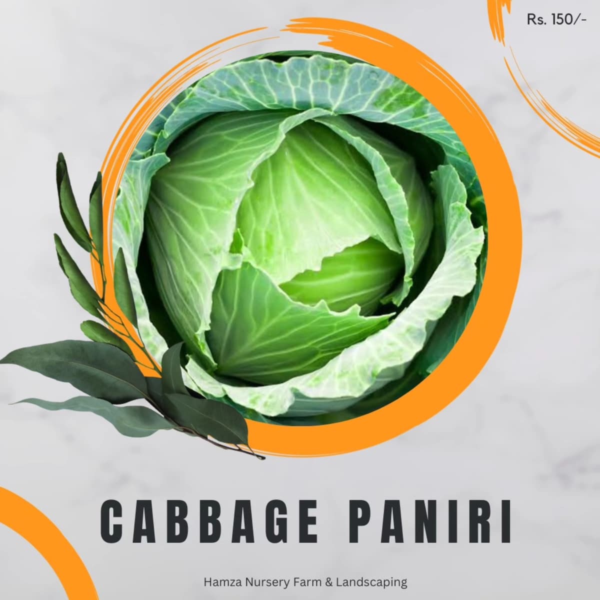 Cabbage Paniri