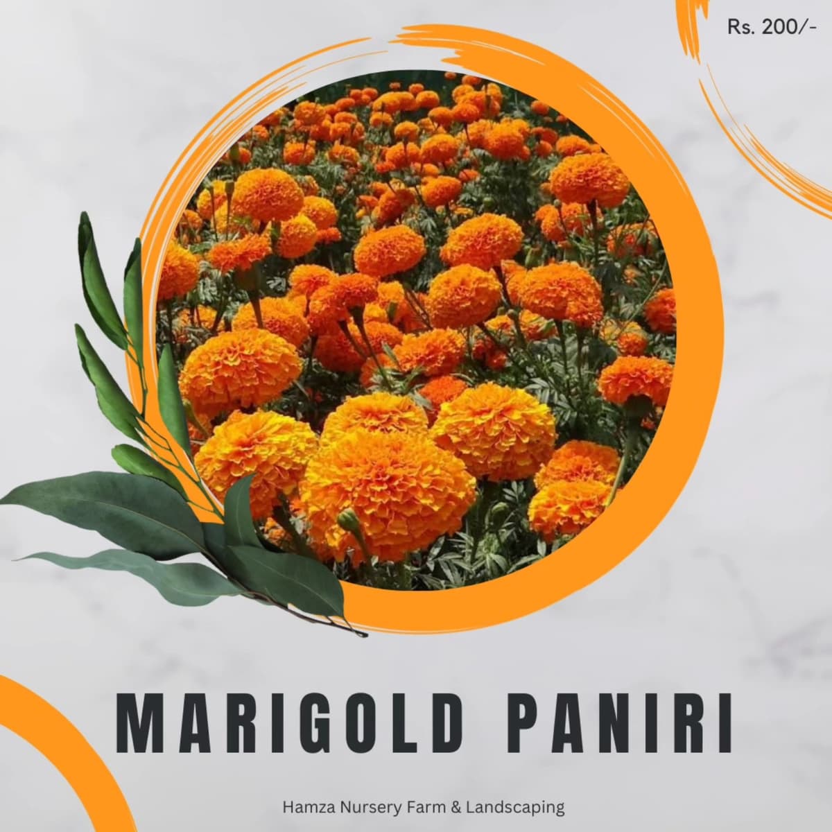 Marigold Paniri