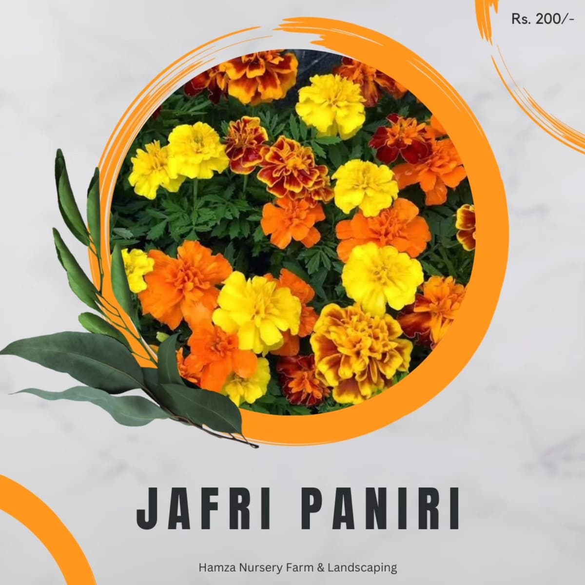 Coriander Paniri