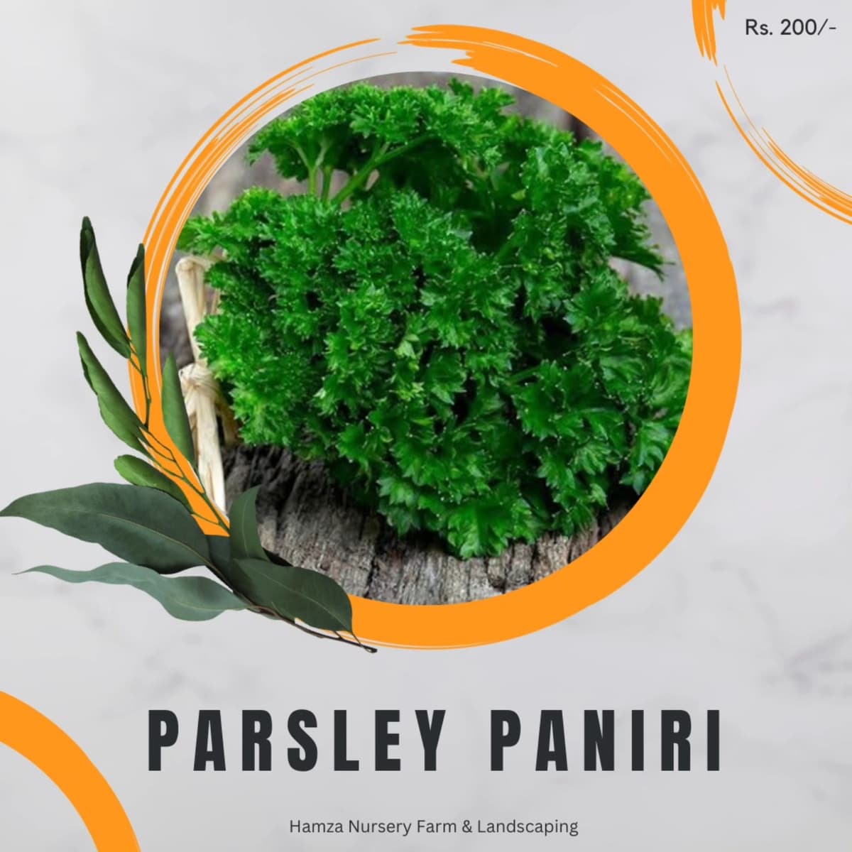 Parsley Paniri