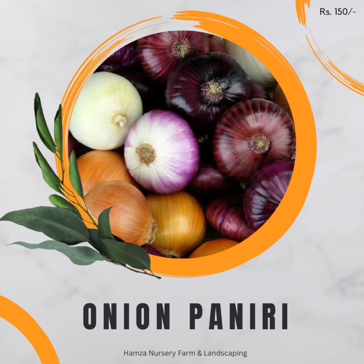 Onion Paniri