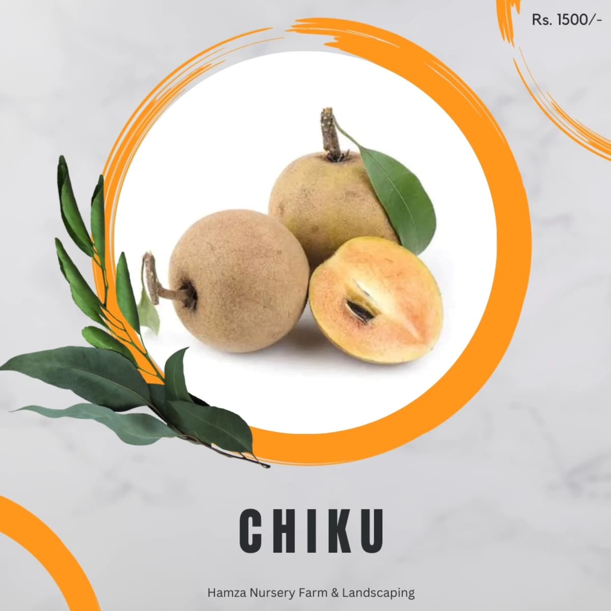 Chikoo