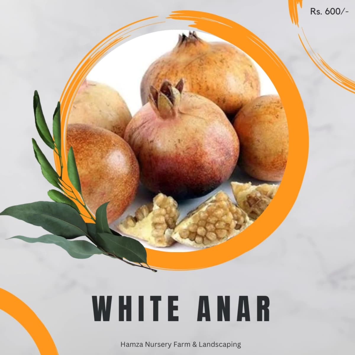 White Pomegranate