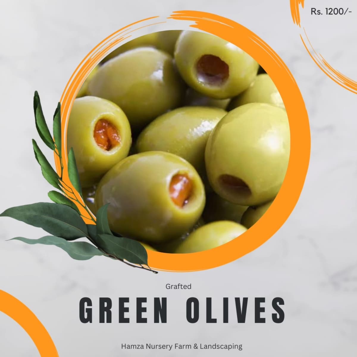 Green Olive