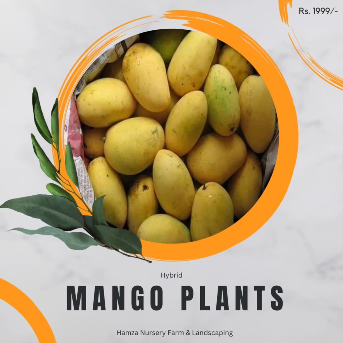 Mango