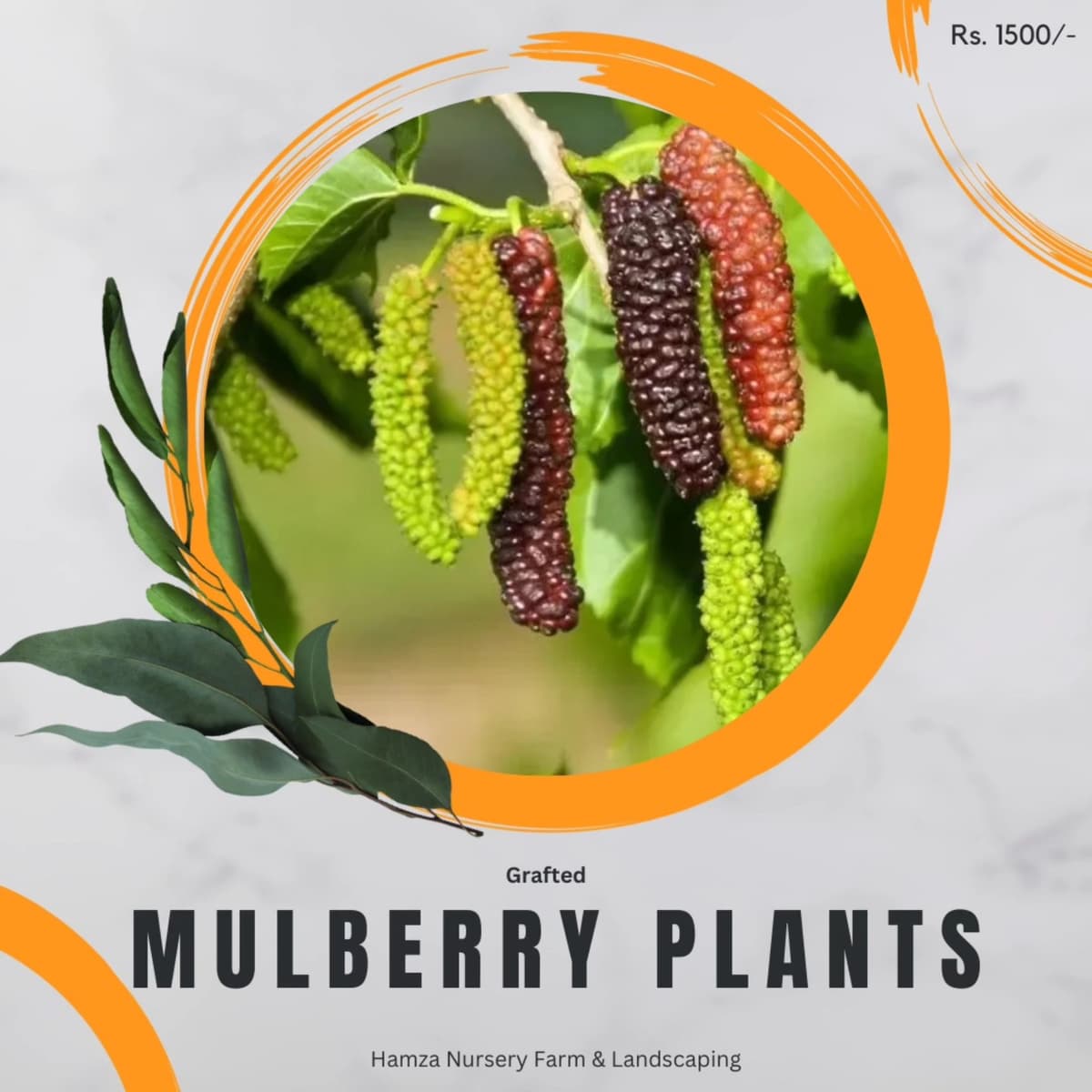 Mulberry