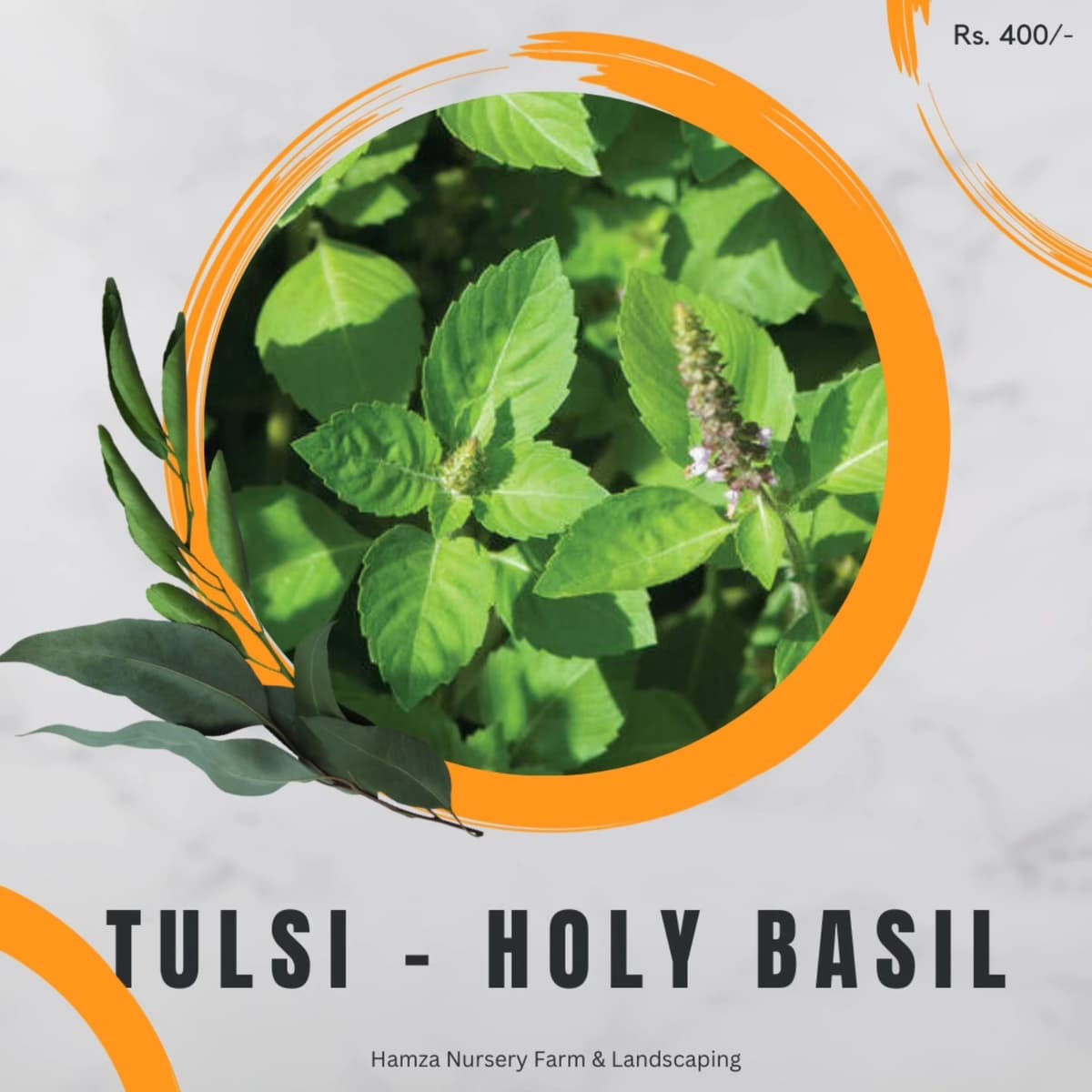 Tulsi Holy Basil