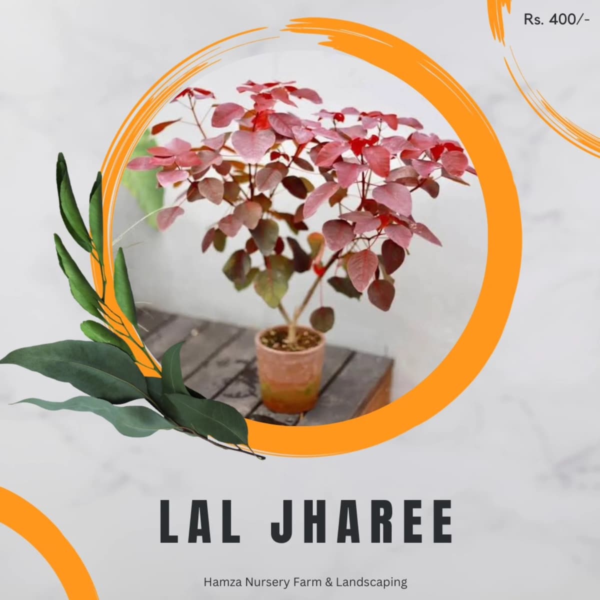 Lal Jhadi