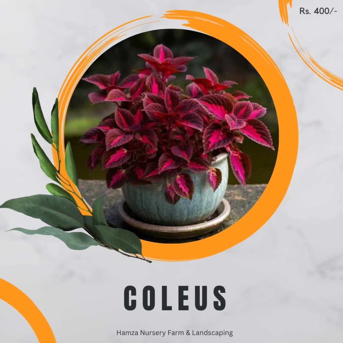 Coleus