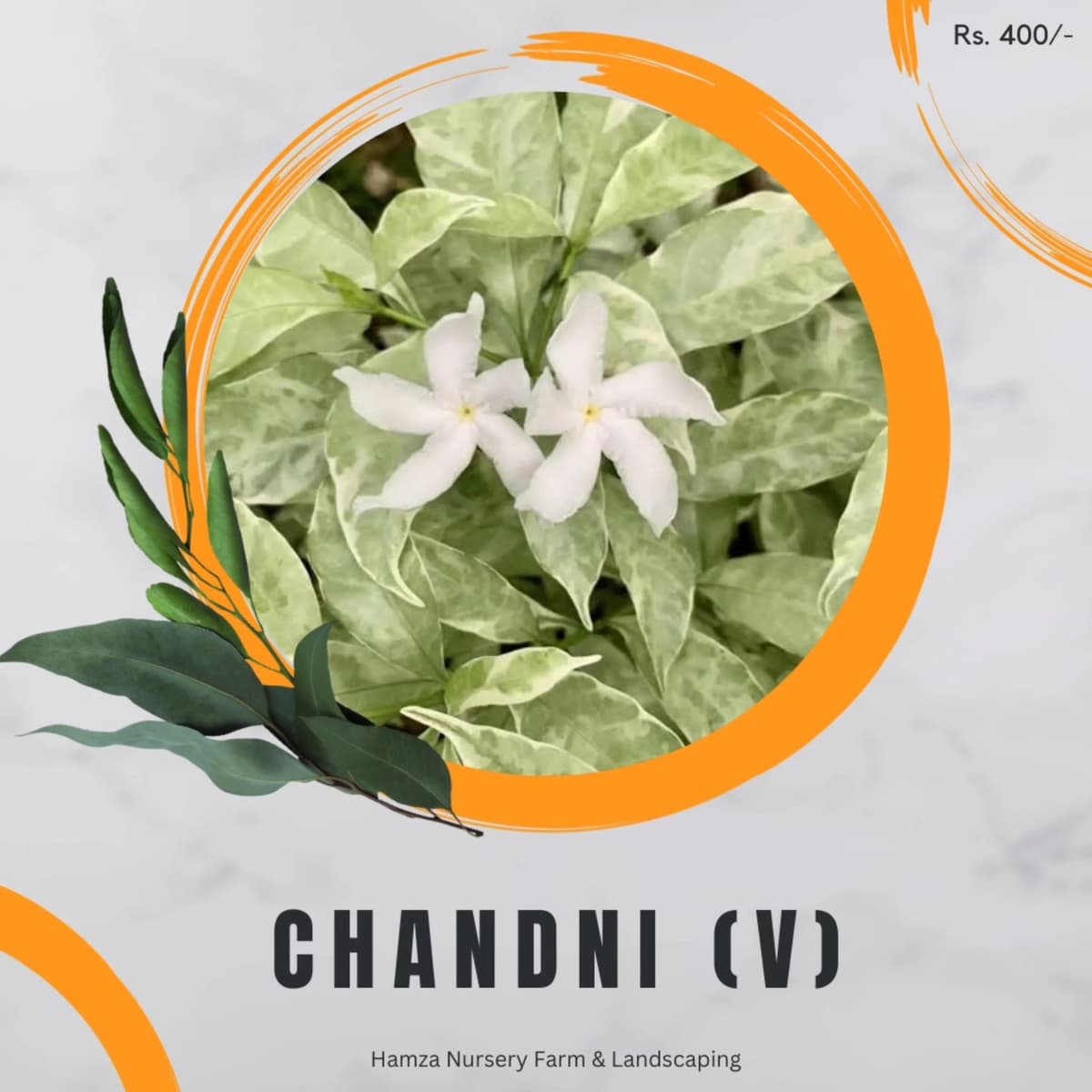 Chandni