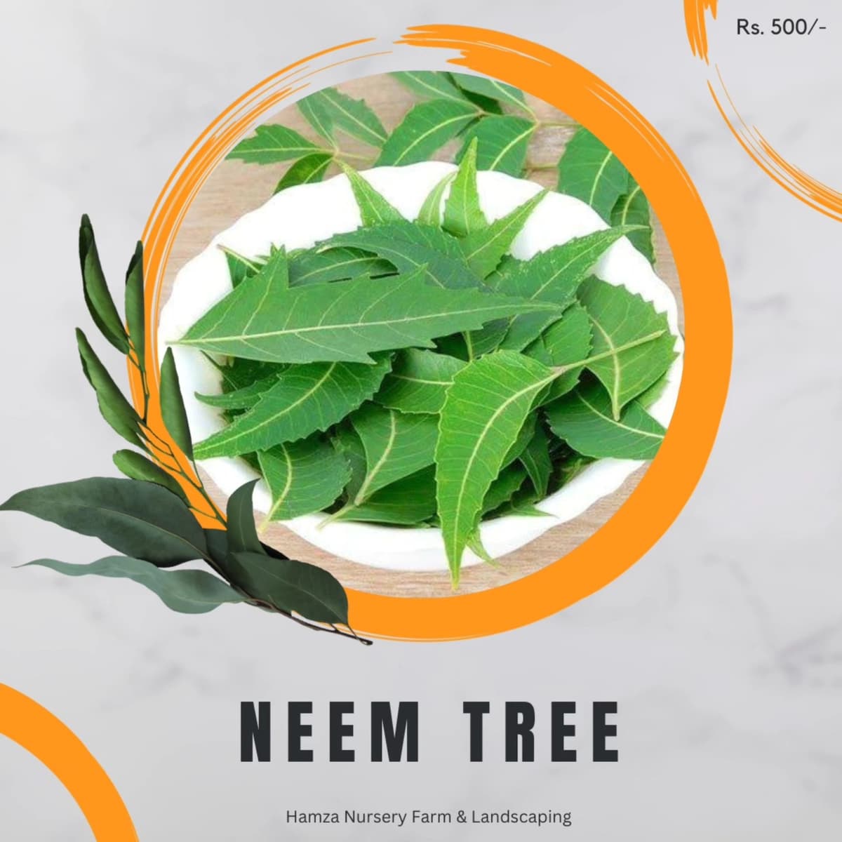 Neem Tree