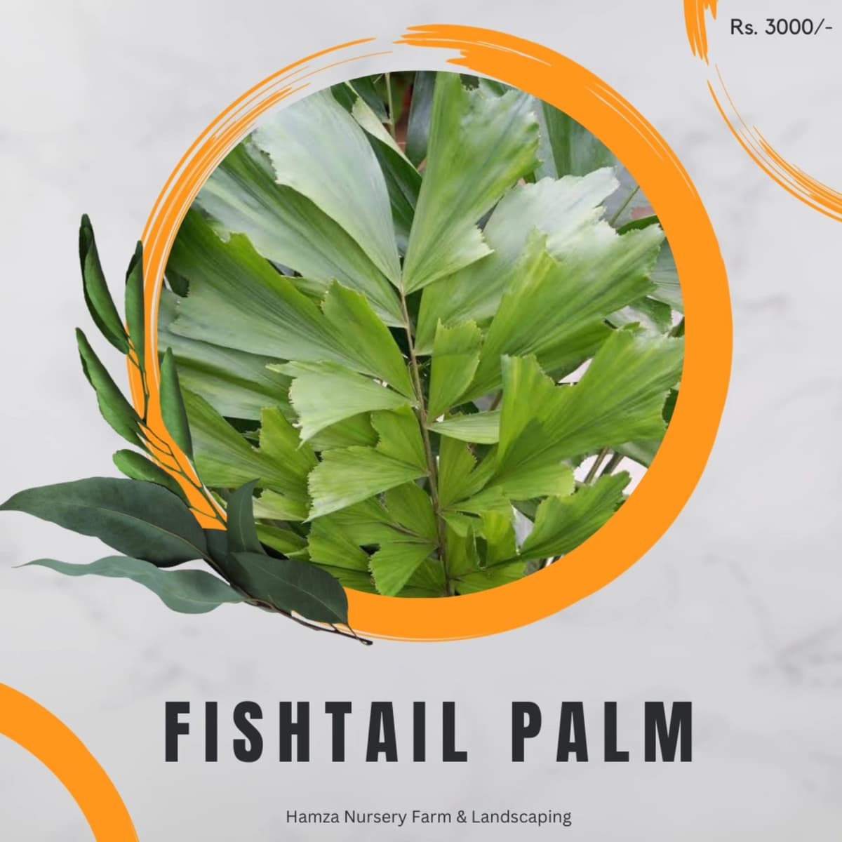 Fishtail Palm