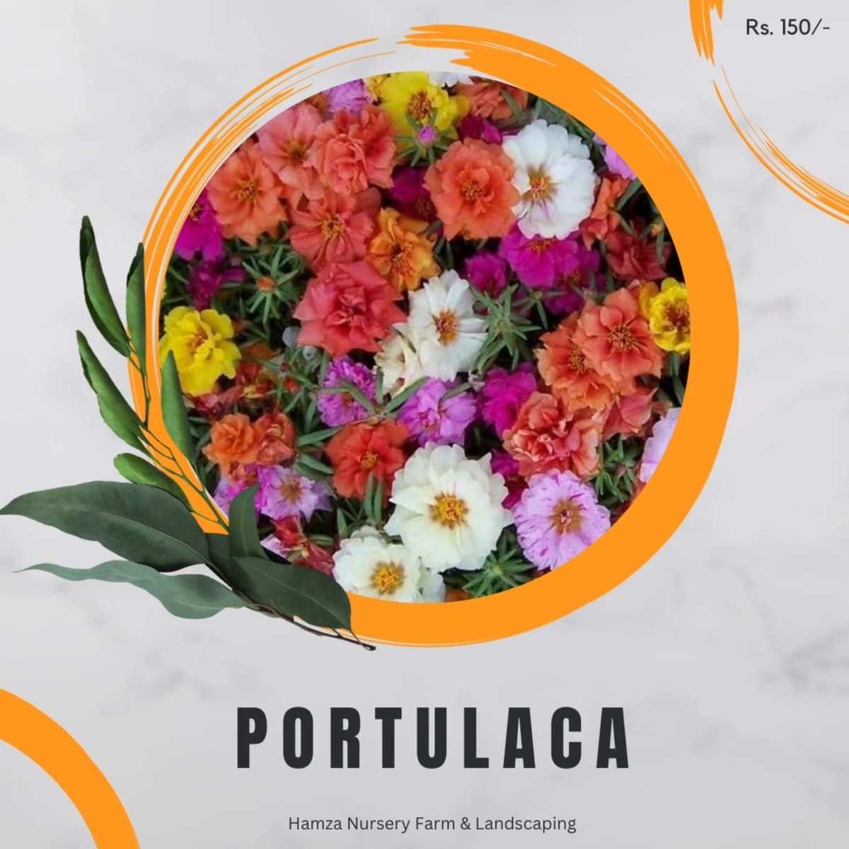 Portulaca