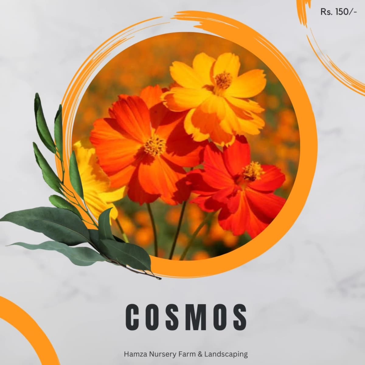 Cosmos