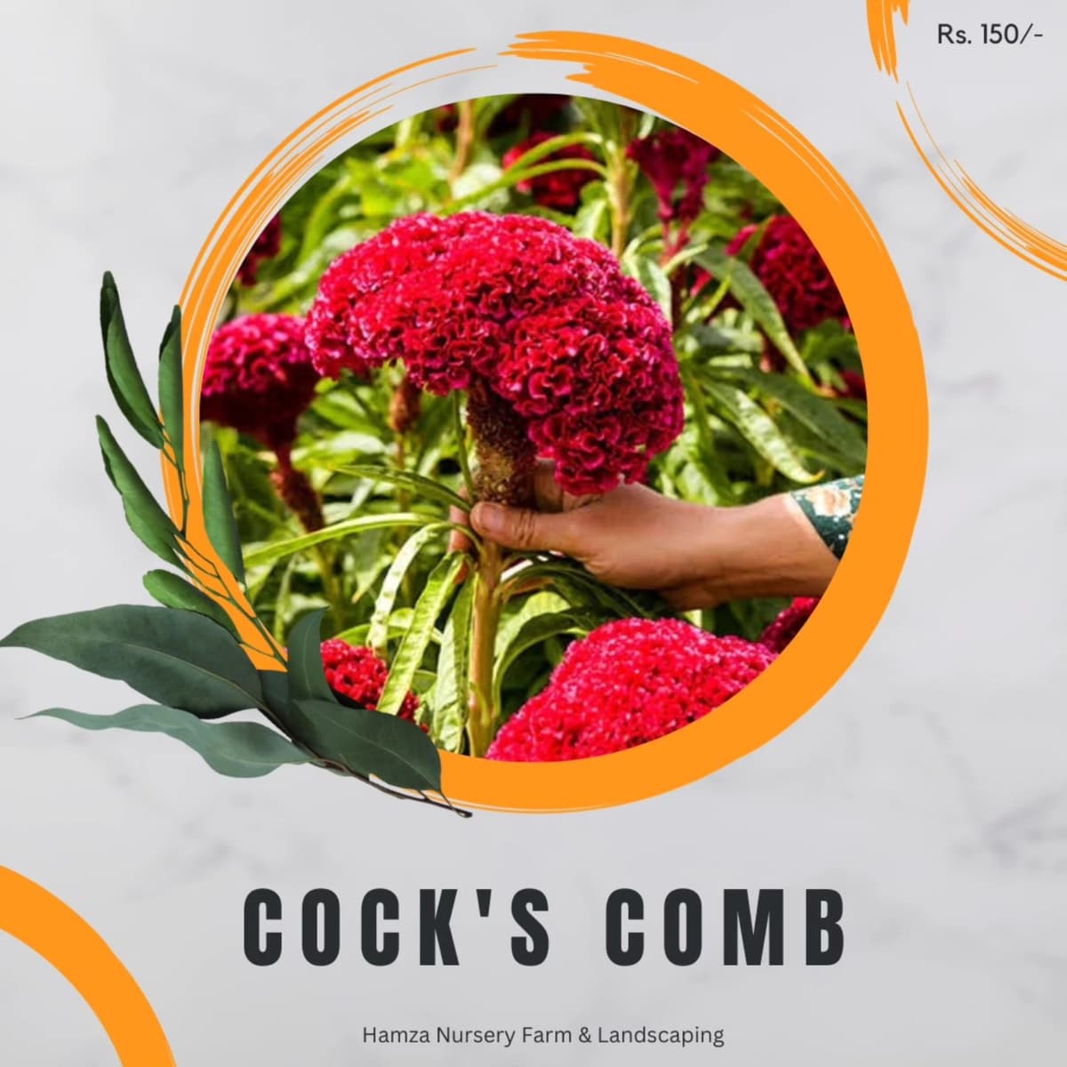 Cockscomb