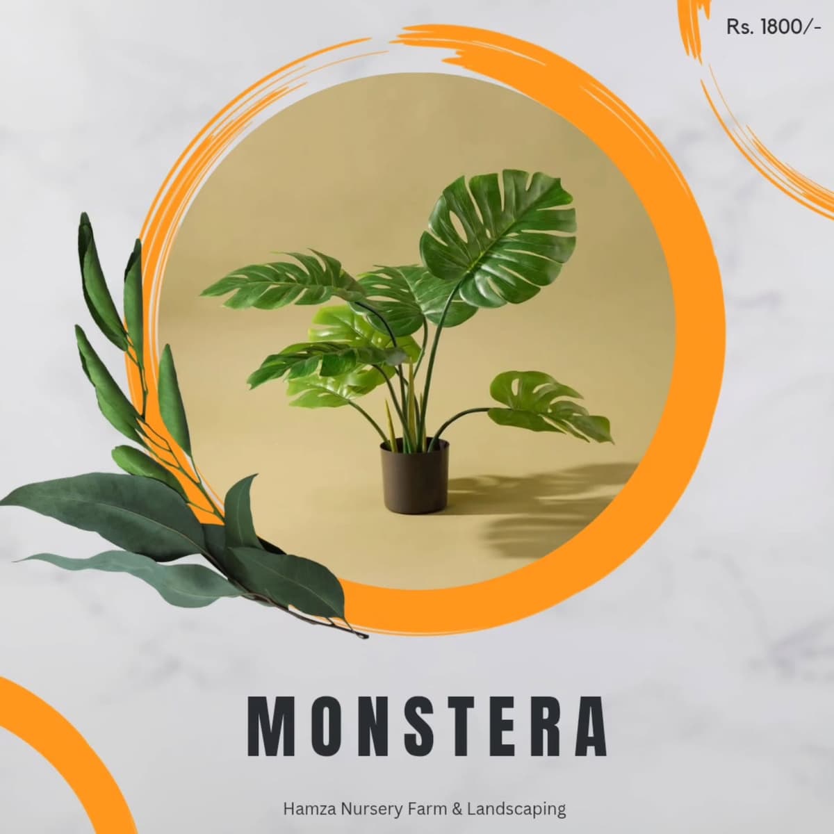 Monstera