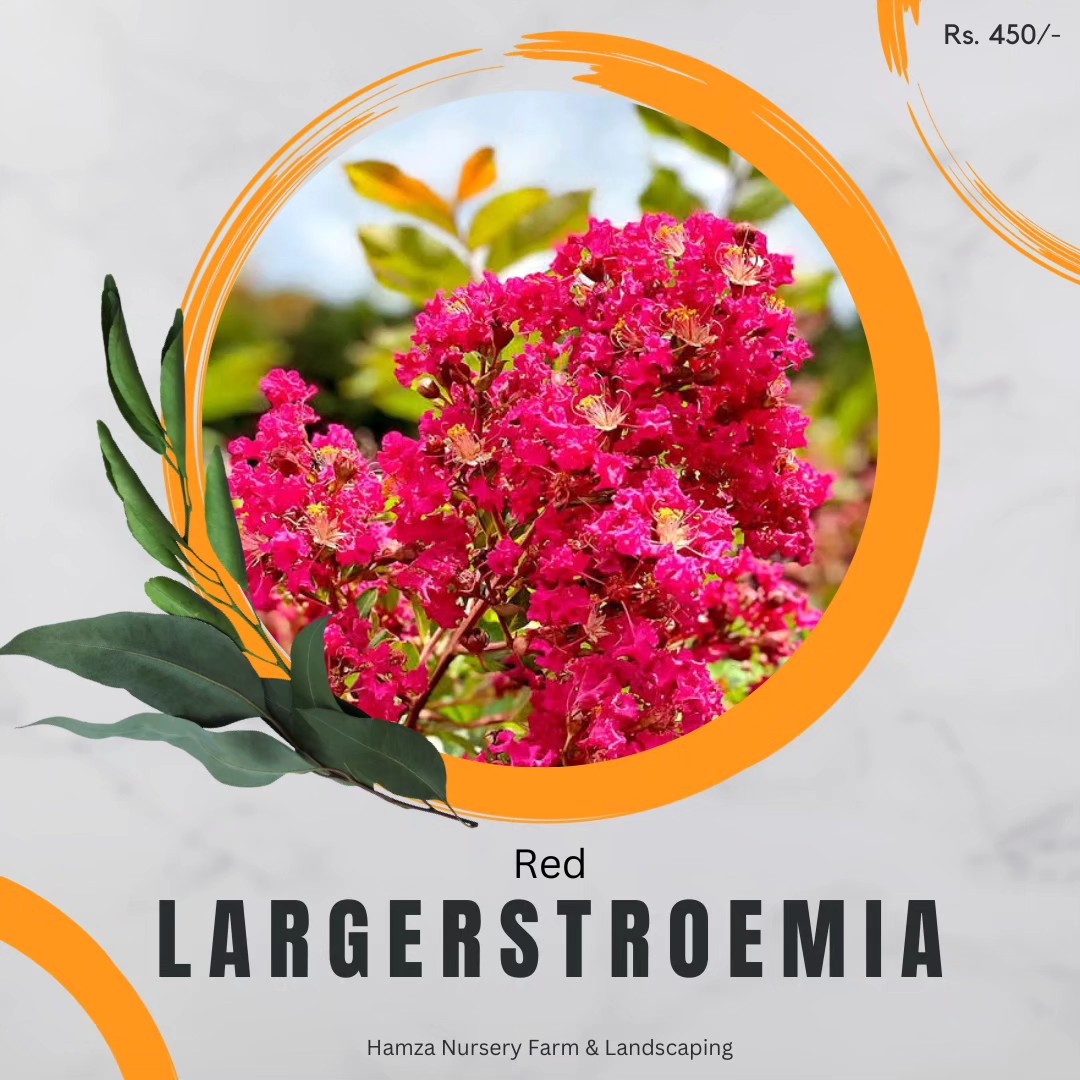 Red Lagerstroemia