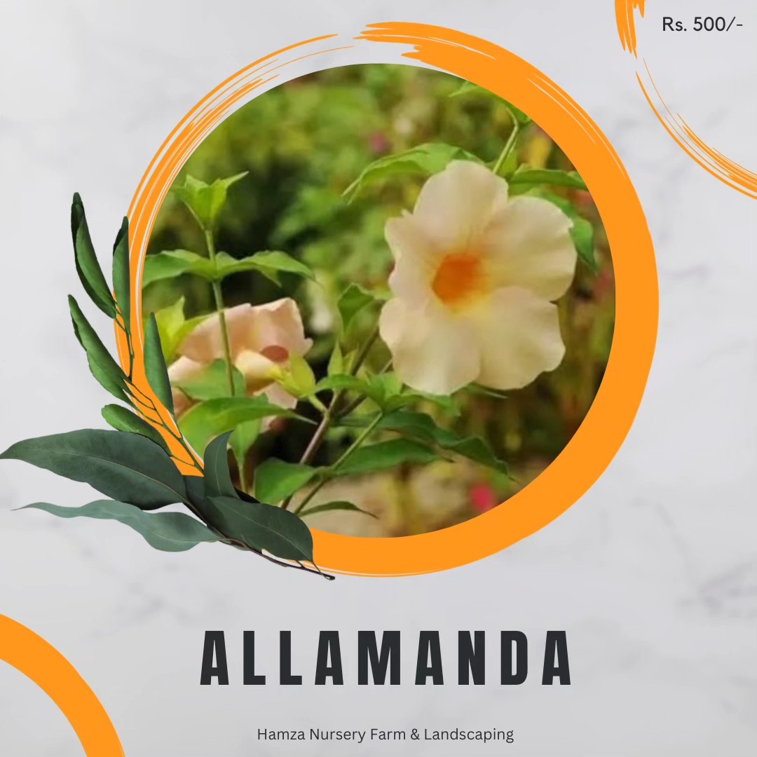 Flowering Plants