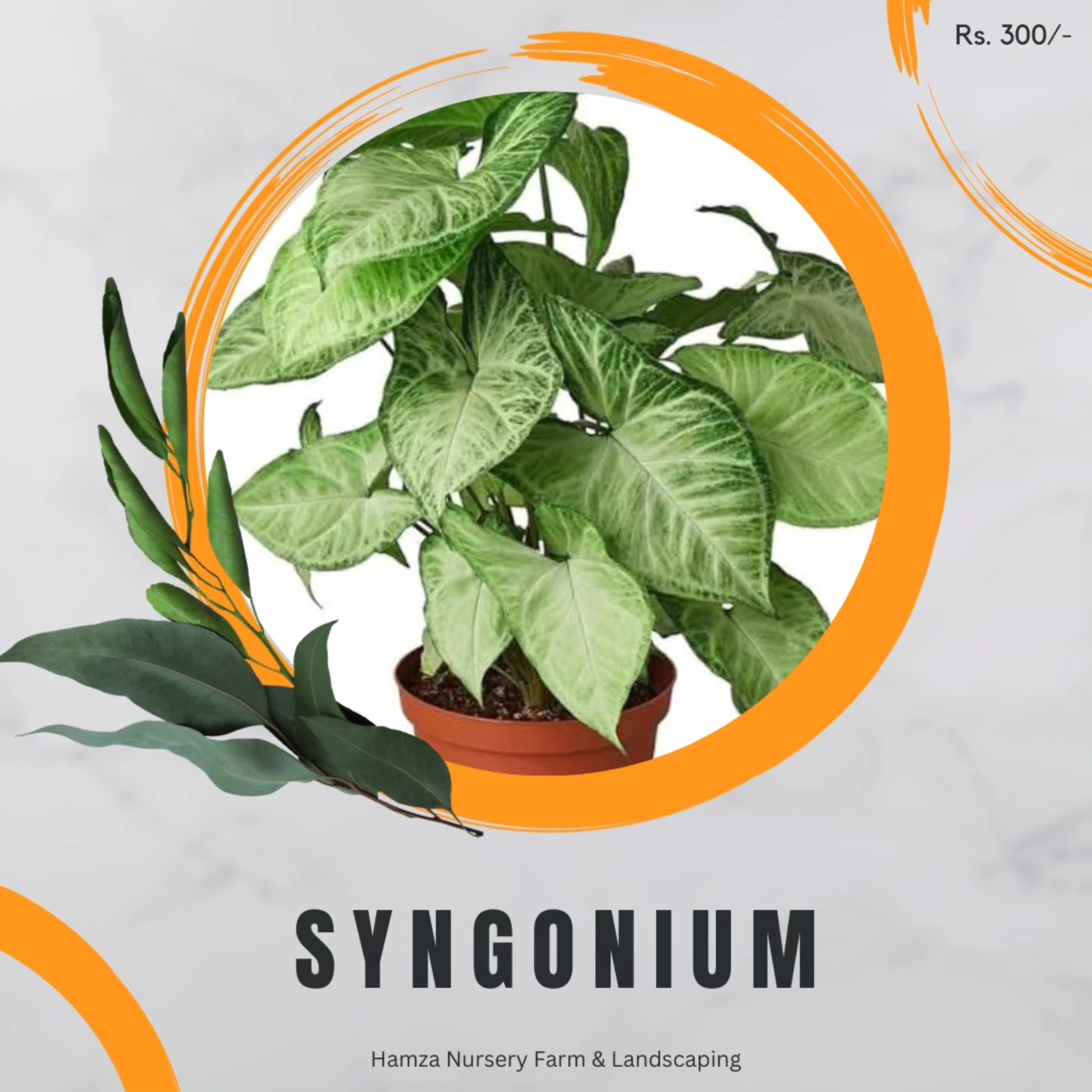 Syngonium